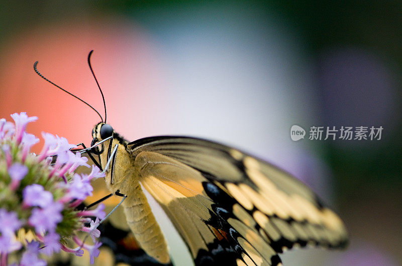 巨燕尾 (Papilio cresphontes)